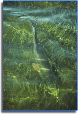 Mosquito Lagoon Redfish